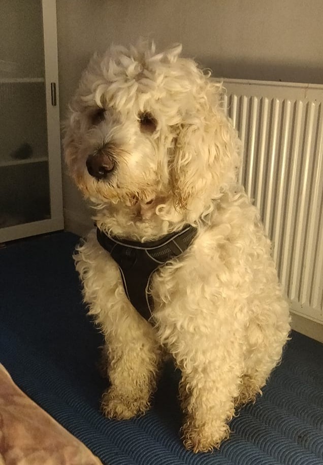 Prentice recently posted pictures of a labradoodle on social media