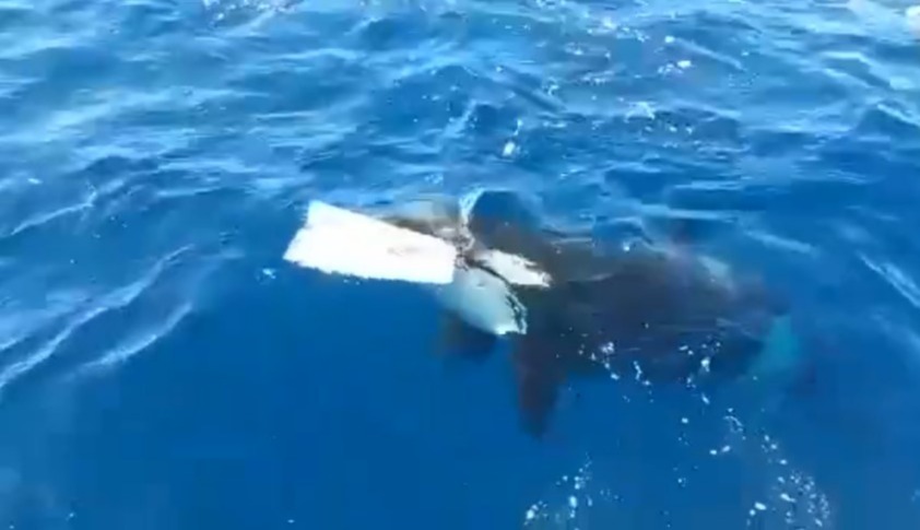 An orca swimming away with a piece of the rudder after attacking a boat