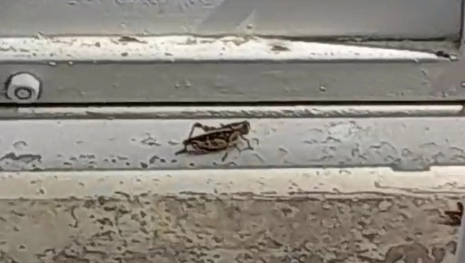The insect invasion is reportedly getting worse each day