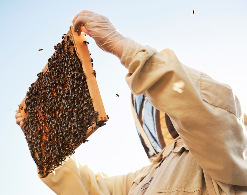 An investigation shows £3,000 was spent on bee-keeping lessons for prisoners