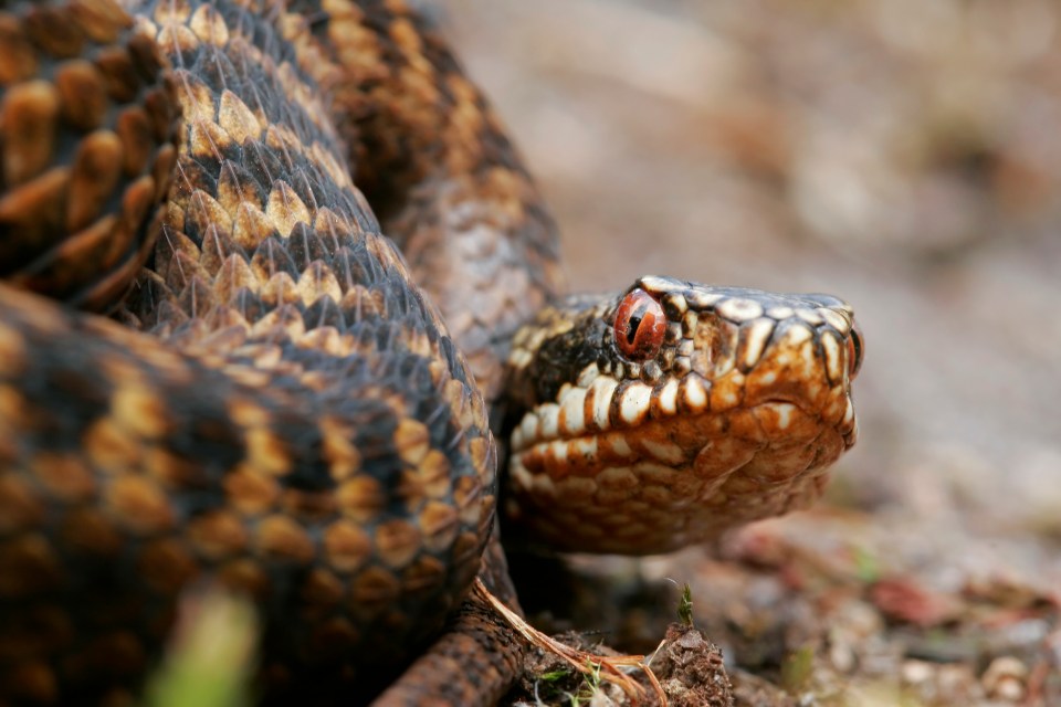 Brits have been warned about the dangers posed by adders (file photo)
