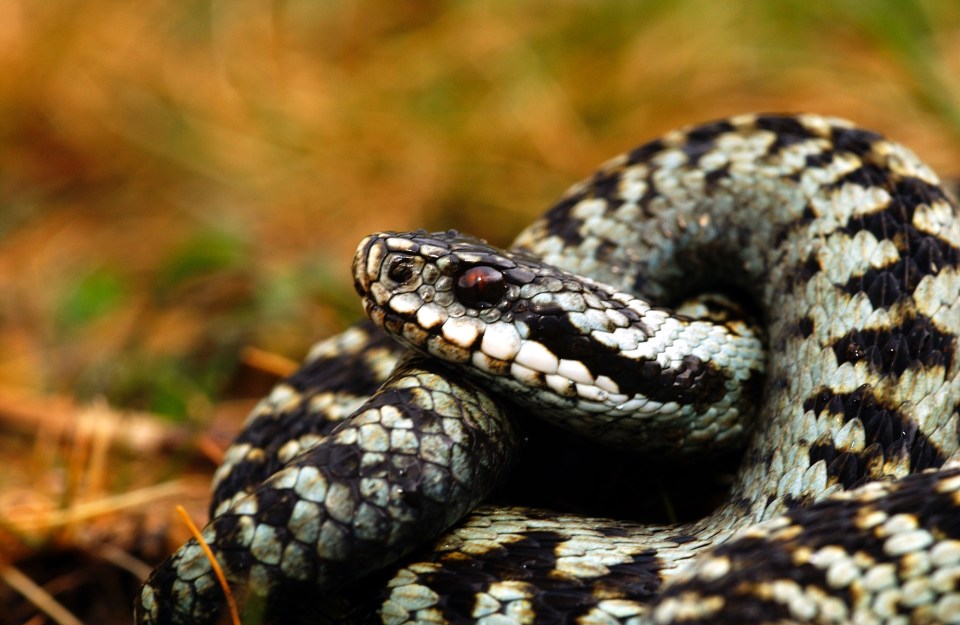 Adders in the UK usually grow up to 80cm in length