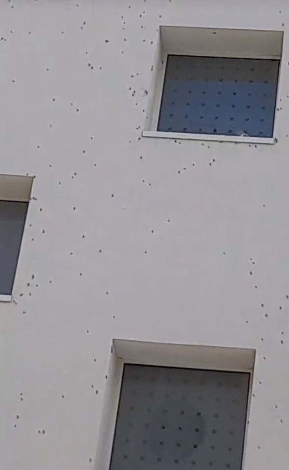 The pesky grasshoppers have been covering the walls and balconies of hotels