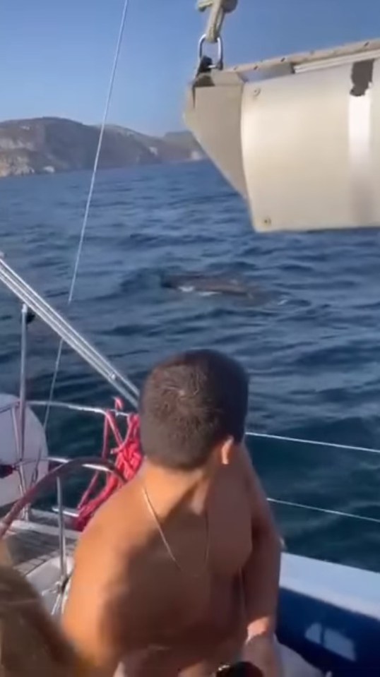 Tourists were left helpless as the killer whales rammed the boat