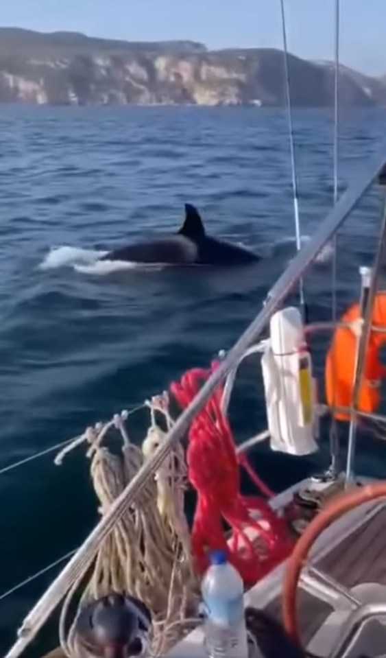 Footage shows orcas surrounding the boat