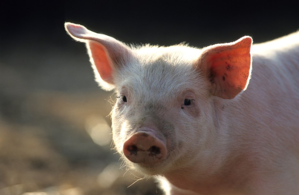 a close up of a pig 's face with a black background