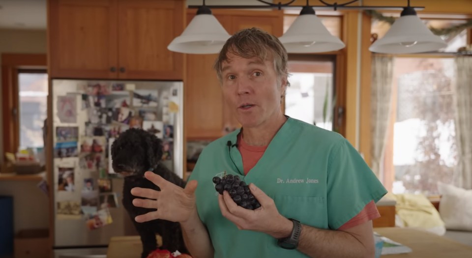 Grapes and raisins should not be given to your dog - they are toxic according to Dr Jones.