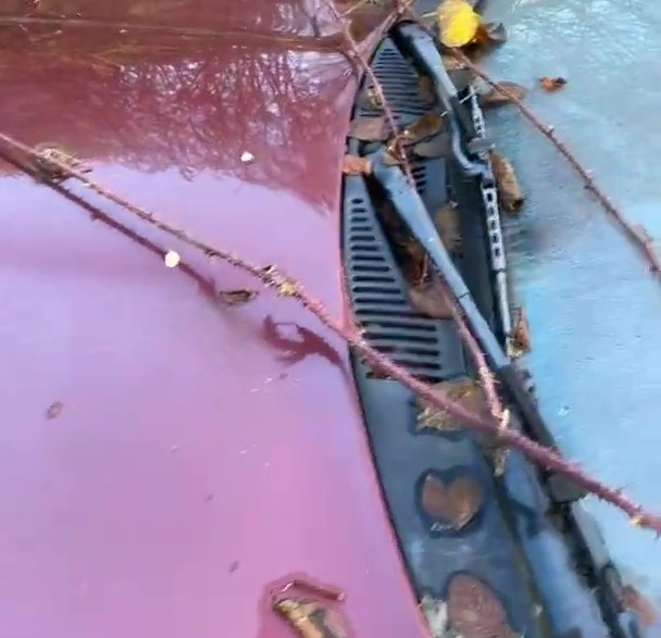 Sections of paint had been worn away and brambles were growing through the wipers