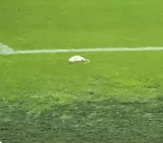 It's the pits as rodents appeared on the pitch