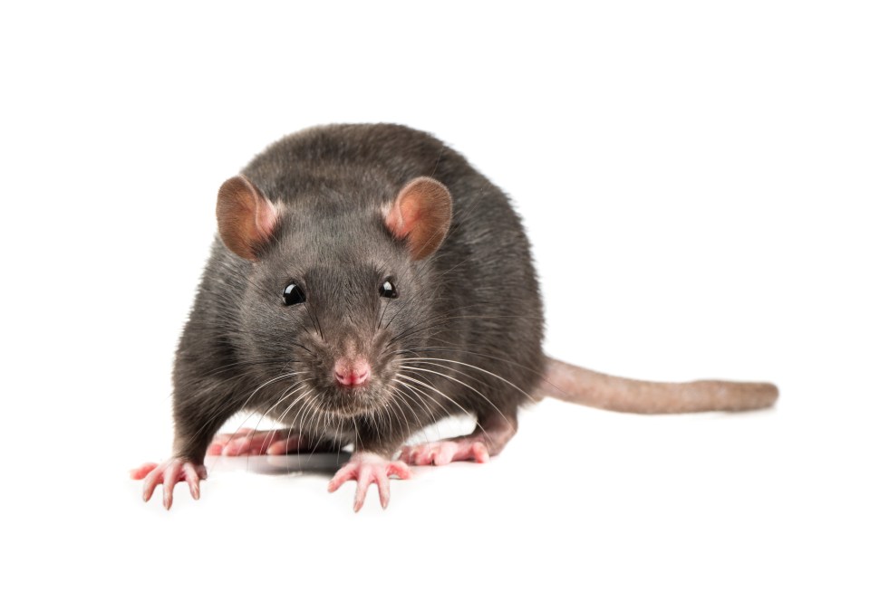 Working from home may be causing a rat population boom due to bin collectors struggling with the surge in refuse bags