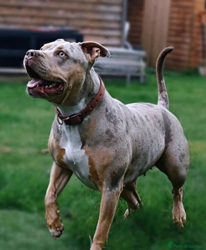 XL Bully dogs are being sold online, sparking fears that without proper training the pets can be 'ticking time bombs'