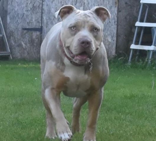 Hundreds of the killer dogs are being flogged for knock-off prices