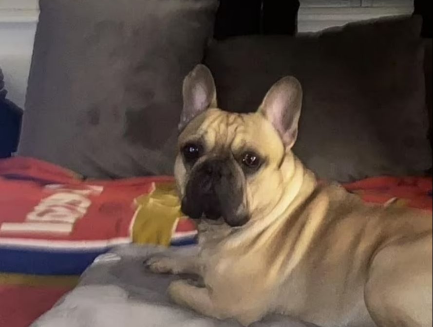 It is not clear which breed the dog involved is but Nelson previously shared an image of a French bulldog