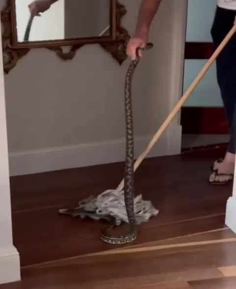 Glenn McGrath posted a video of him removing a python from his home using his bare hands