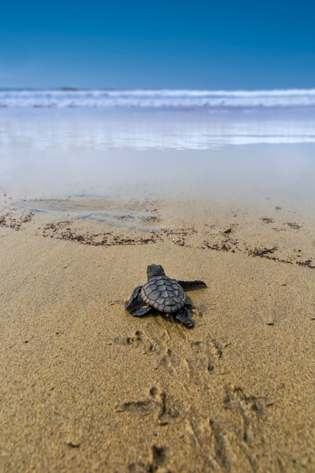 Baby turtles face a battle for survival once they finally reach the ocean