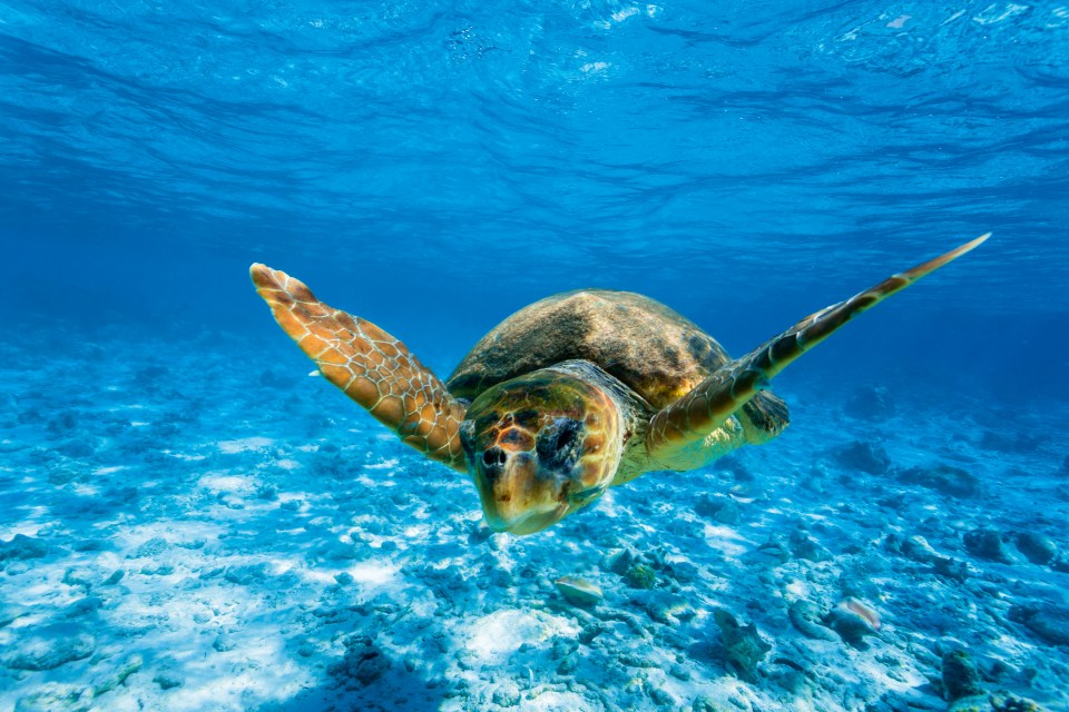 Loggerhead turtles return to top holiday destination Cape Verde every year to hatch their young