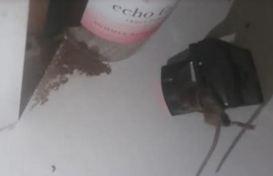 She told how mice are crawling across the family while they sleep