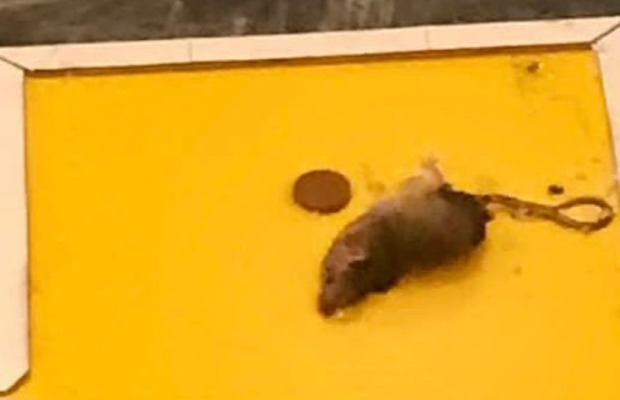 A mum says her three-week-old baby has been made ill by a mice-infested flat