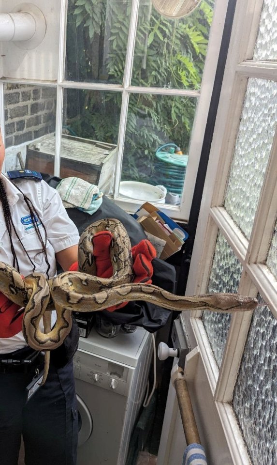 Animal Rescue Officer Abigail Campbell removes the snake from the kitchen