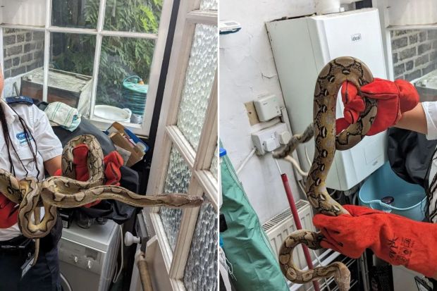 A 5ft python was found in a South London home