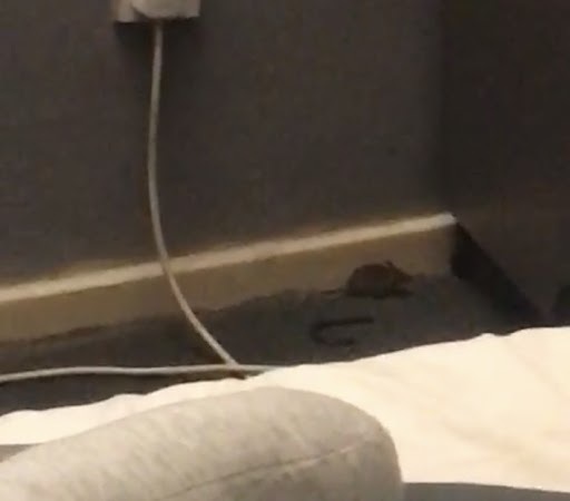 The flat is riddled with the rodents