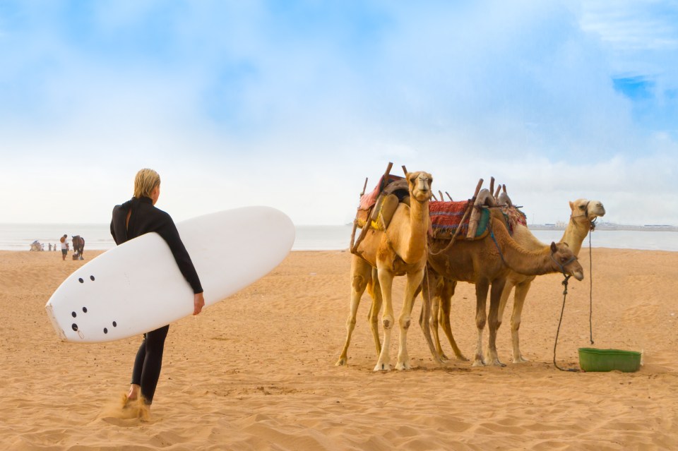 Female surfer and camels at the beach of Essaouira, Morocco, Africa. ; Shutterstock ID 207929605; purchase_order: -; job: -; client: -; other: -