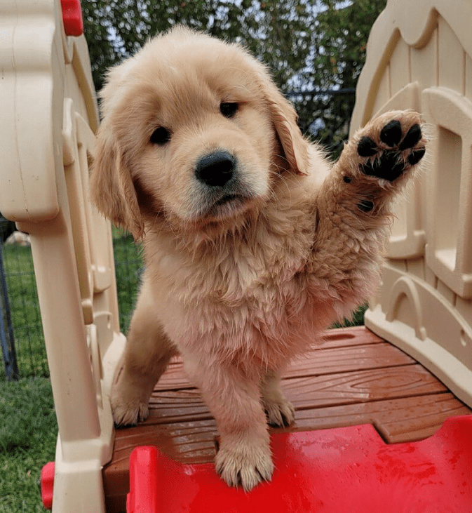Mayor Max III as a young puppy before his expensive but adorable reign as mayor started