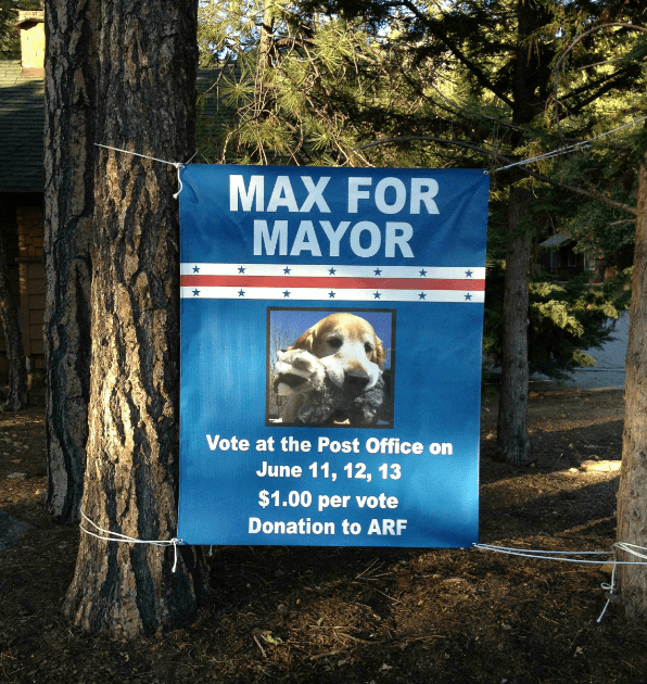Phyllis put up banners, sent out letters and wrapped her car for the original mayoral campaign