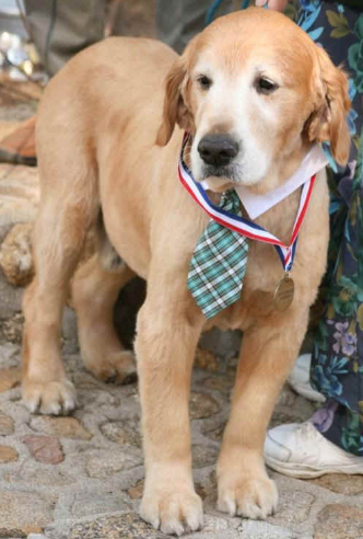 The original doggy mayor Max who won the election campaign back in 2012