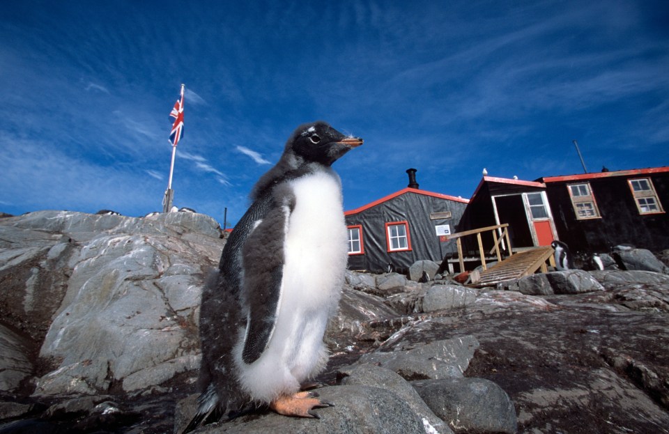 Employees will keep a daily count of penguin population