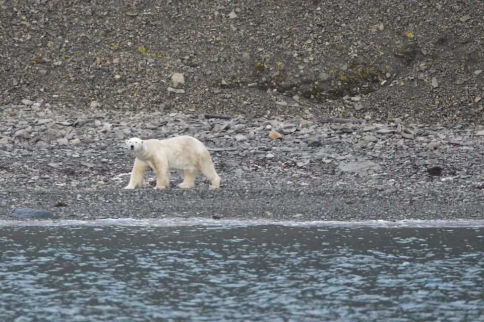 The town is now dominated by polar bears after its residents fled more 25 years ago