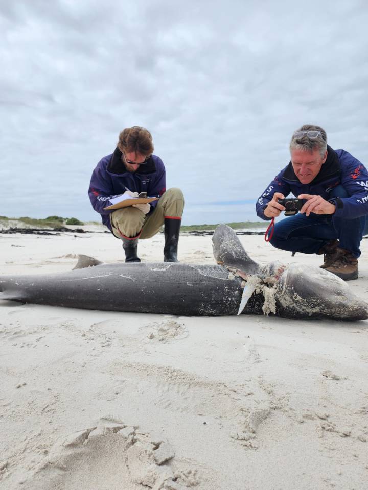 RED WITH BLOOD Killer whales butcher and rip out livers of SEVENTEEN sharks in ruthless killing spree off South Africa , , http://www.facebook.com/DyerIslandConservationTrust/, , Taken without permission