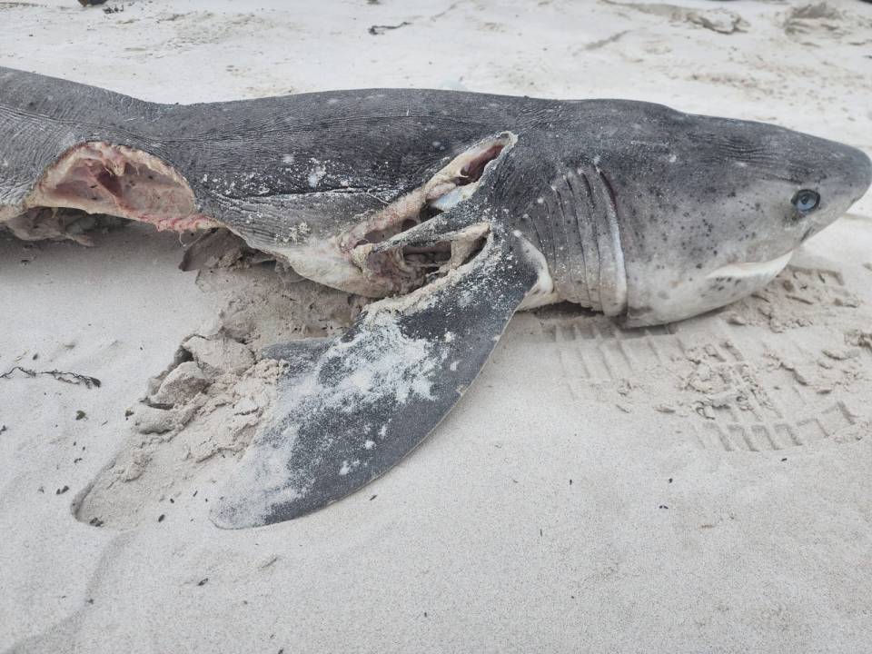 RED WITH BLOOD Killer whales butcher and rip out livers of SEVENTEEN sharks in ruthless killing spree off South Africa , , http://www.facebook.com/DyerIslandConservationTrust/, , Taken without permission