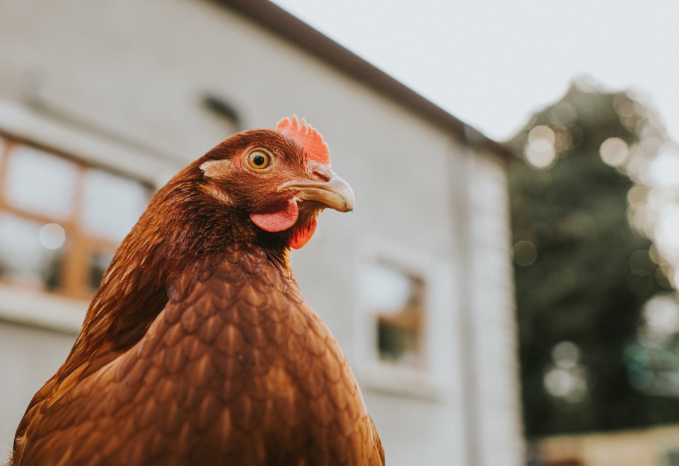 People are setting up hen hotels in post-pandemic Britain