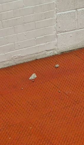 Part of the ceiling crumbled on to the floor