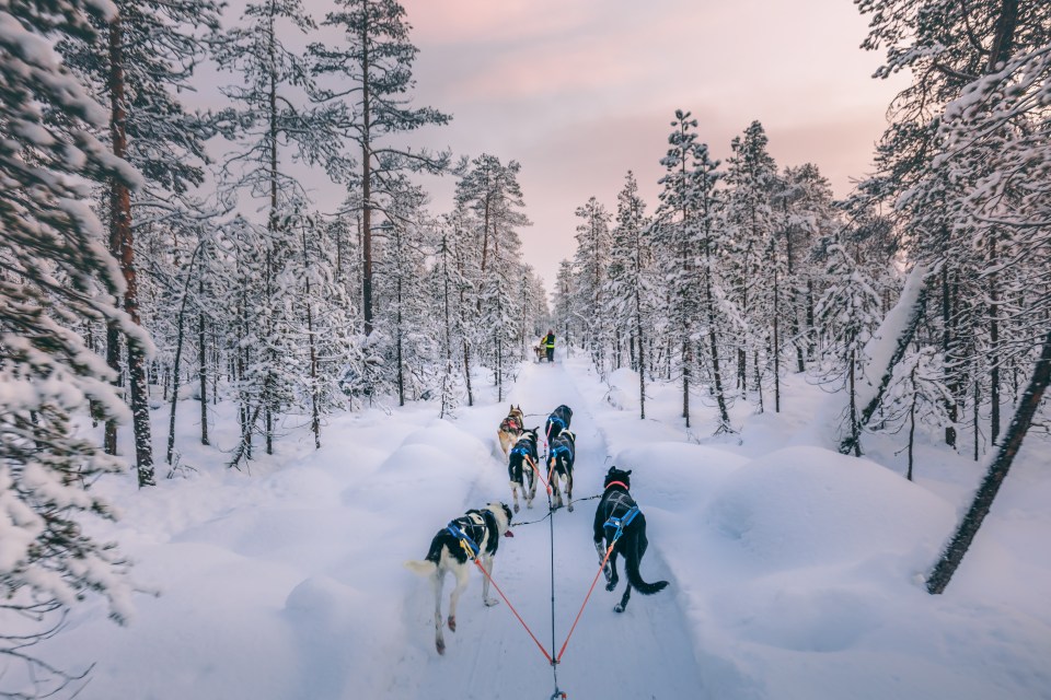 Husky dog sledding in Lapland, Finland