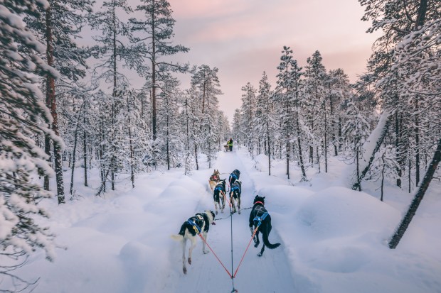 Husky dog sledding in Lapland, Finland