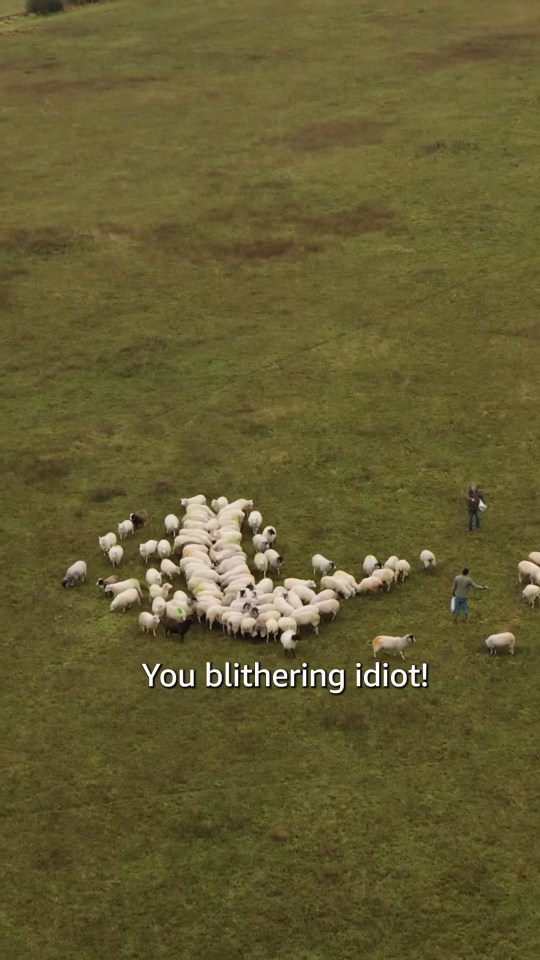 To make the announcement fun he and Kaleb tried to arrange the sheep to spell out 'IV' but it didn't go to plan