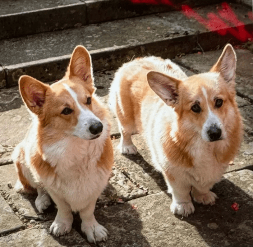 The Queen's corgis loved Meghan's present to the late Queen