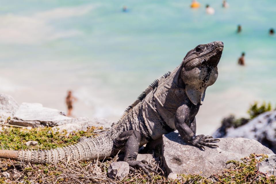2F9KTMF Black Iguana at the ruins of the ancient Maya city Tulum, Mexico. People at the beach in the background, out of focus.