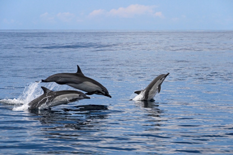 Dolphins are seen frequently along the Causeway Coast