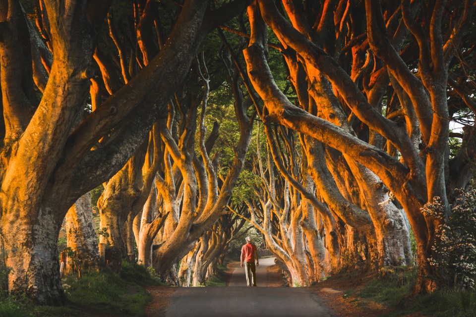 The Dark Hedges is a popular filming location from Game of Thrones