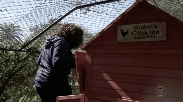 The coop has a hut named 'Archie's Chick Inn'