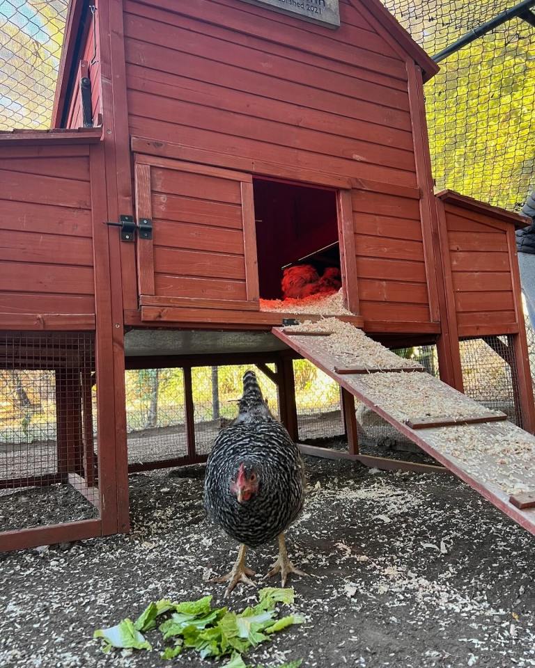 Sinkie the rescue chicken is said to be enjoying her new life in the Sussexes' coop in California