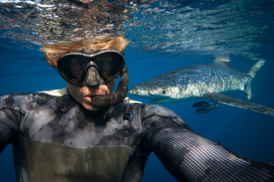 Stars will dive into the deep end in a jaws-dropping new reality show, Shark! Celebrity Infested Waters