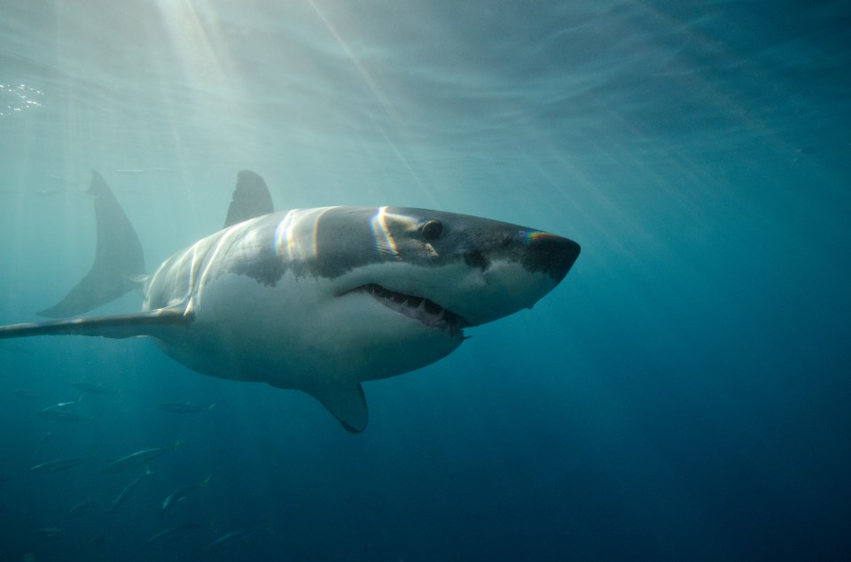 The celebs will swim with sharks of various sizes