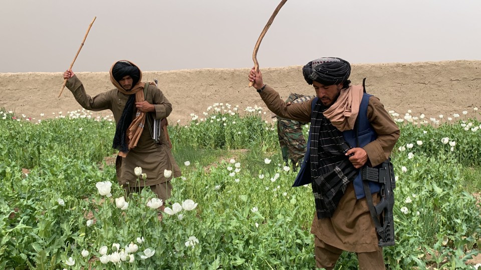 A ban on the production of opium poppies in Afghanistan has been linked to nitazenes infiltrating the heroin market