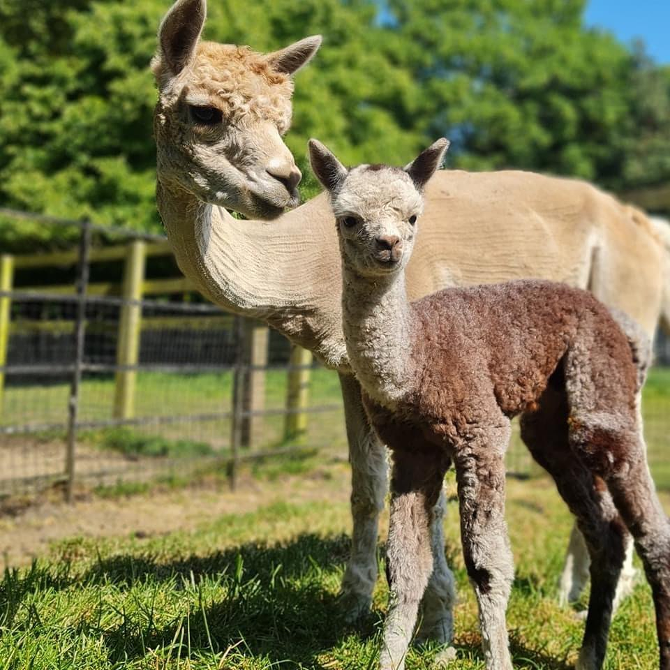 staunton farm park - instagram