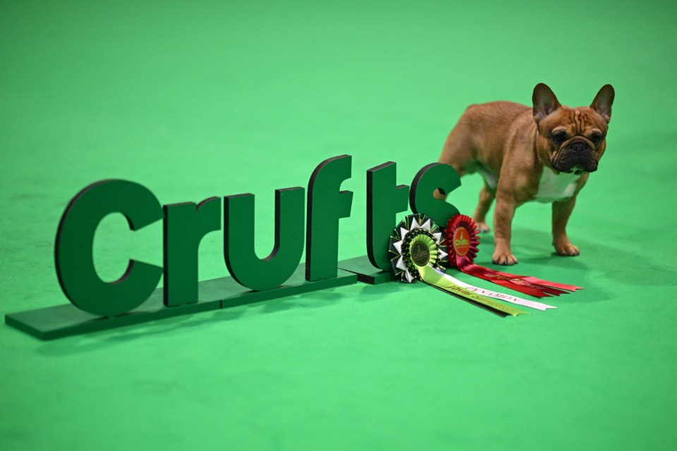 Crufts viewers have taken aim at Channel 4 as they branded the competition as 'cruel and disgraceful'
