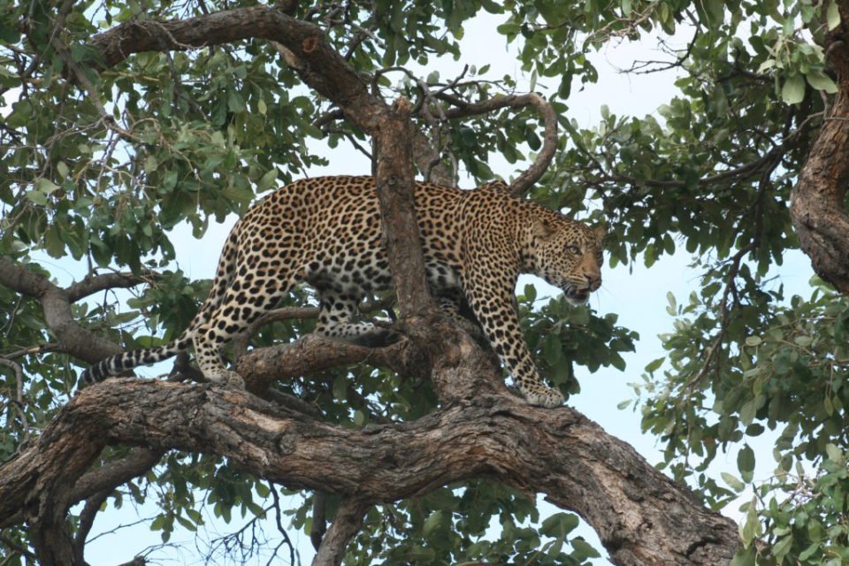 The leopard lay in wait and pounced when the pair had fallen asleep (file image)